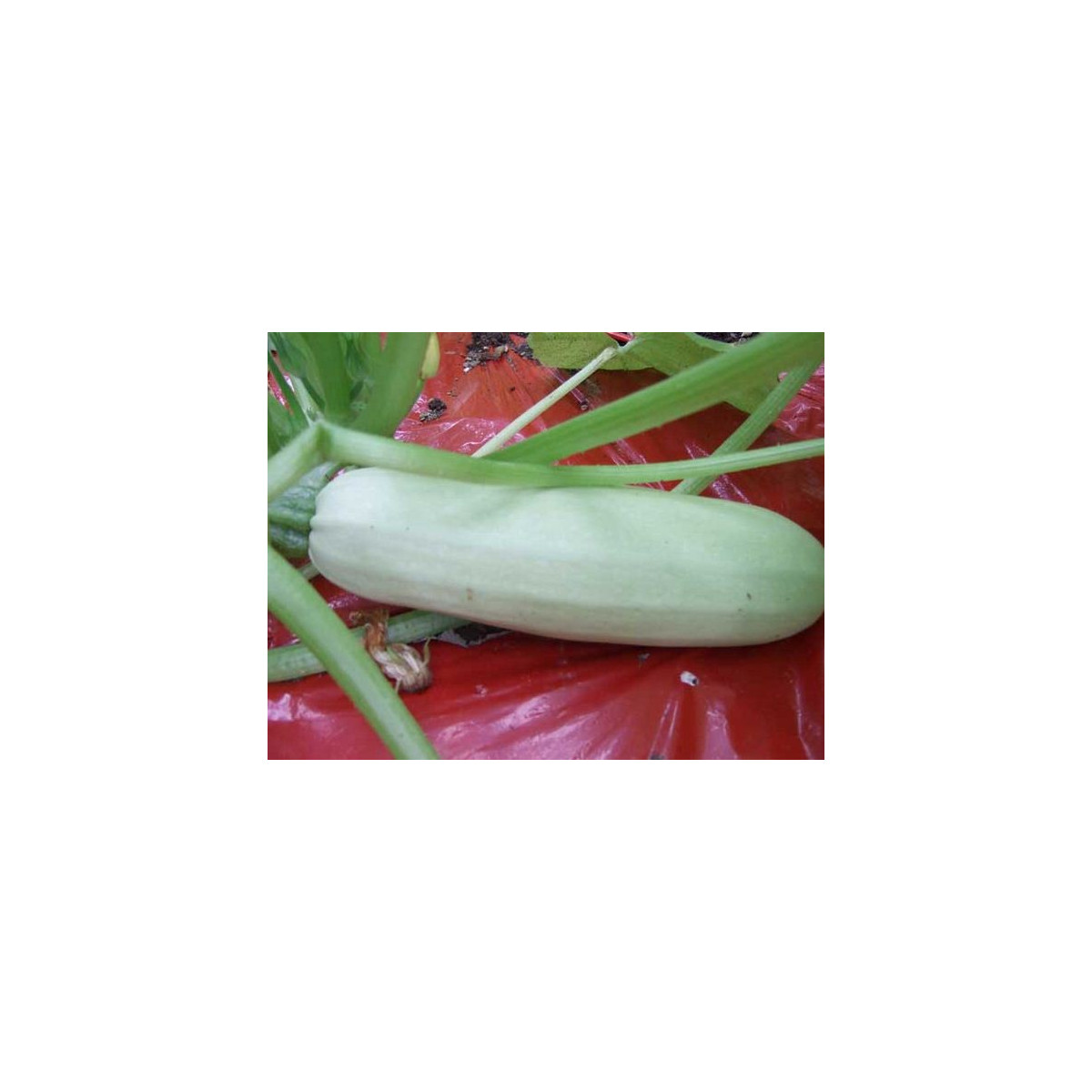 Cuketa biela dlhá - Cucurbita pepo - predaj semien cukety - 8 ks