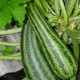 Cuketa - Cuketa Striato D Italia - Cucurbita Pepo L. - predaj semien cukety - 8 ks