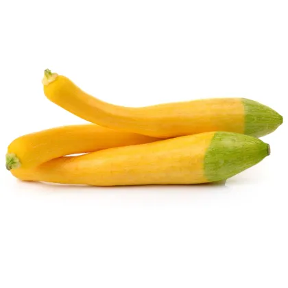 Cuketa Zephyr F1 - Cucurbita pepo - predaj semien cukety - 6 ks