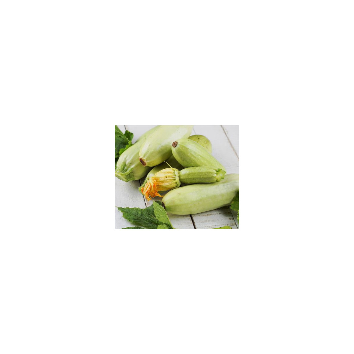 Cuketa Lungo Bianco - Cucurbita pepo - predaj semien cukety - 6 ks