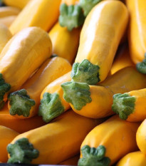 Cuketa Atena F1 - Cucurbita pepo - predaj semien cukety - 10 ks