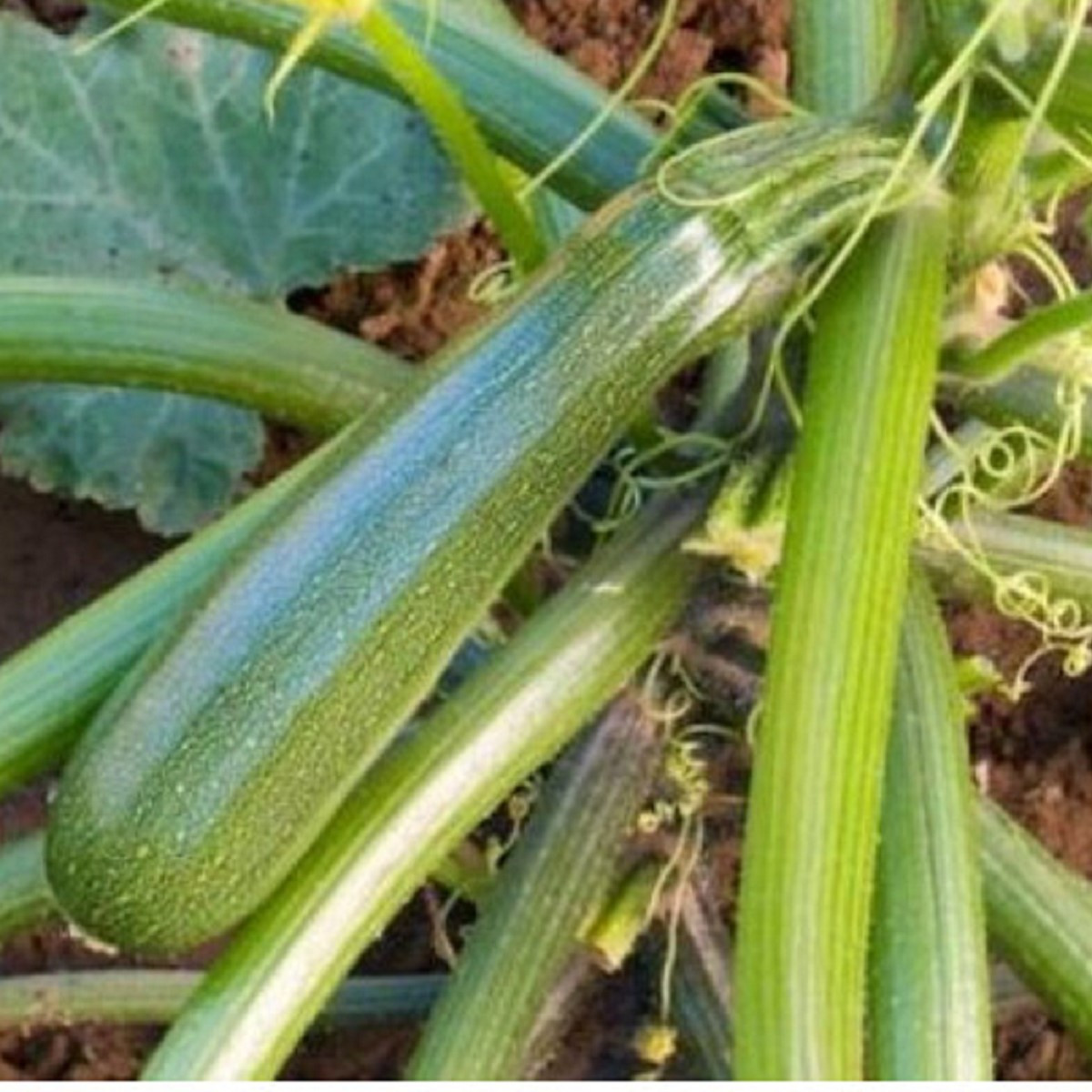 Bio Cuketa Zuboda - Cucurbita pepo - predaj bio semien - 8 ks