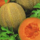 Melón F1 Emir - Cucumis Melo - predaj semien - 6 ks