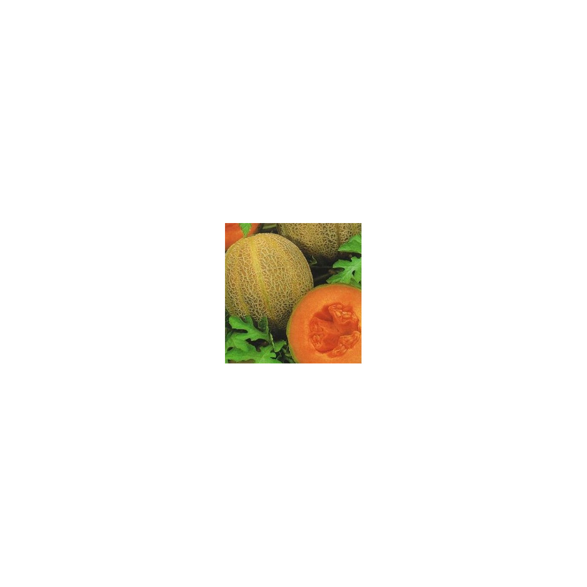 Melón F1 Emir - Cucumis Melo - predaj semien - 6 ks