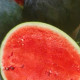 Melón vodný F1 Lajko - Citrullus lanatus - predaj semien - 5 ks