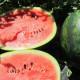 Melón vodný Mini love F1 - Citrullus lanatus - predaj semien - 6 ks