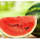 Melón vodný Crimson Sweet - Citrullus lanatus Matsum et Nakai - predaj semien - 6 ks