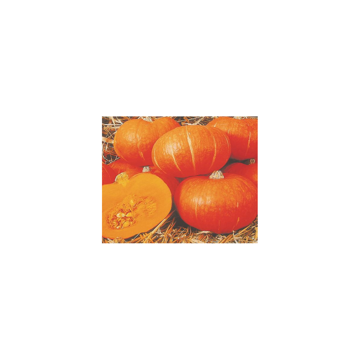 Tekvica Sunshine F1 Kabocha - Cucurbita maxima - predaj semien - 4 ks