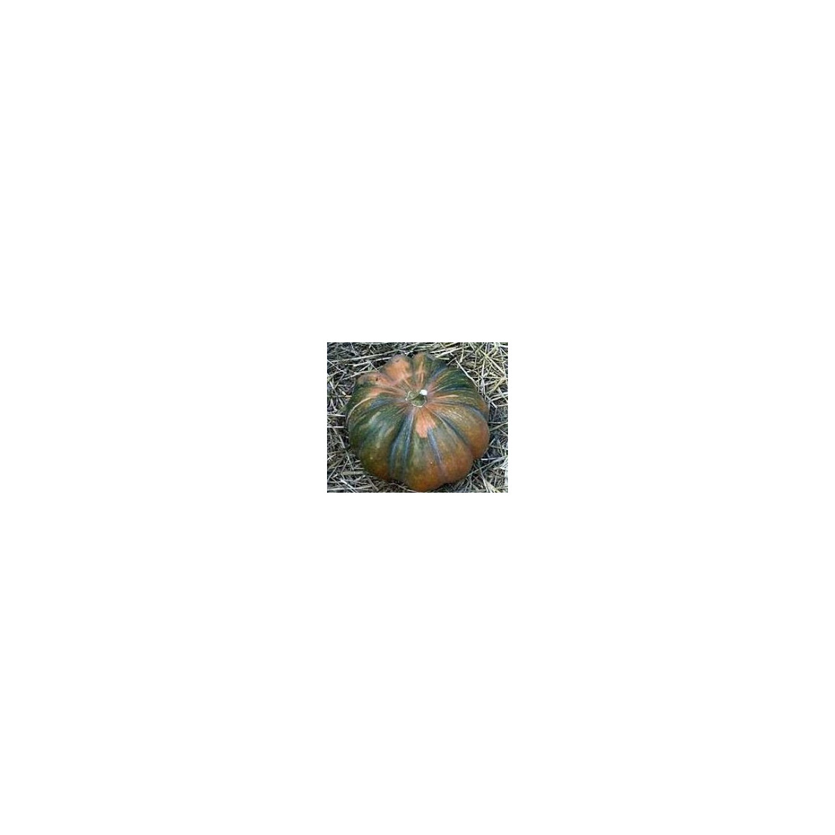 Dyňa muškátová - Cucurbita moschata - predaj semien - 5 ks