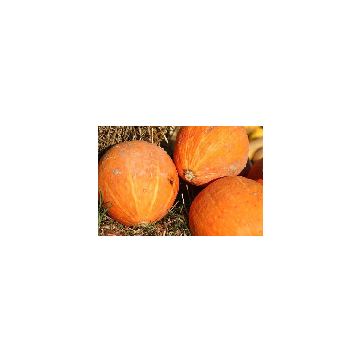 Tekvica Golden Delicious - Cucurbita maxima - predaj semien - 5 ks