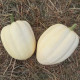 Tekvica okrasná Cream of the Crop - Cucurbita maxima - predaj semien - 5 ks