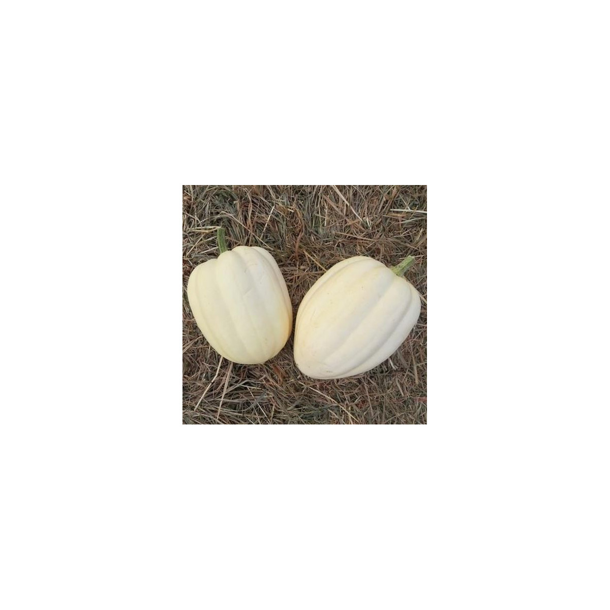 Tekvica okrasná Cream of the Crop - Cucurbita maxima - predaj semien - 5 ks
