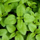 Bio Medovka - Melissa officinalis - predaj bio semien - 350 ks