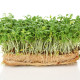 Bio žerucha Kresso - Lepidium sativum - predaj bio semien - 150 ks