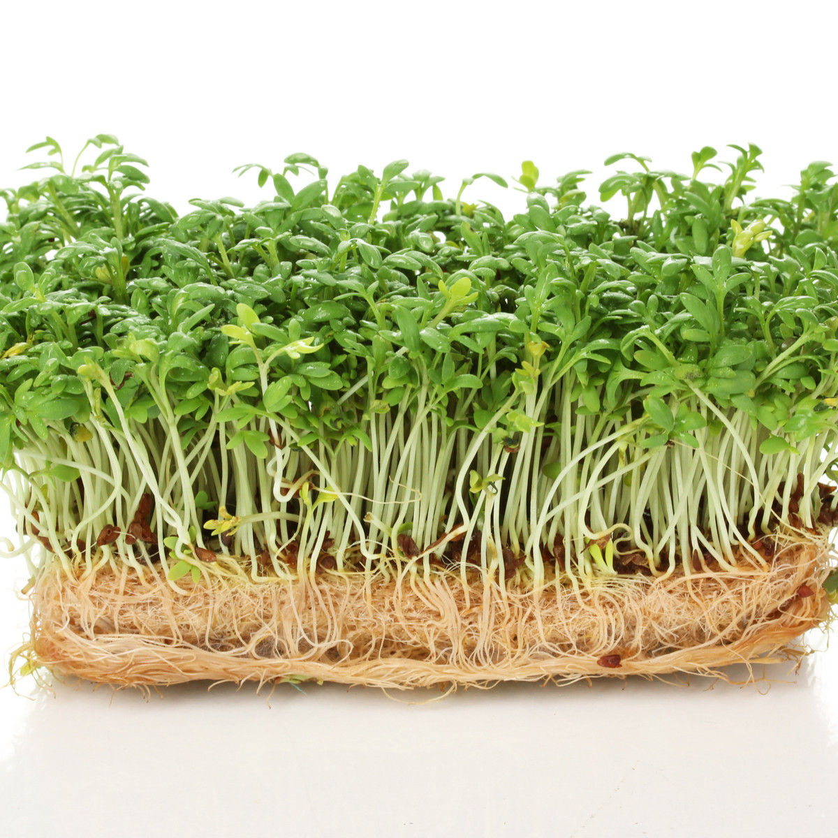 Bio žerucha Kresso - Lepidium sativum - predaj bio semien - 150 ks