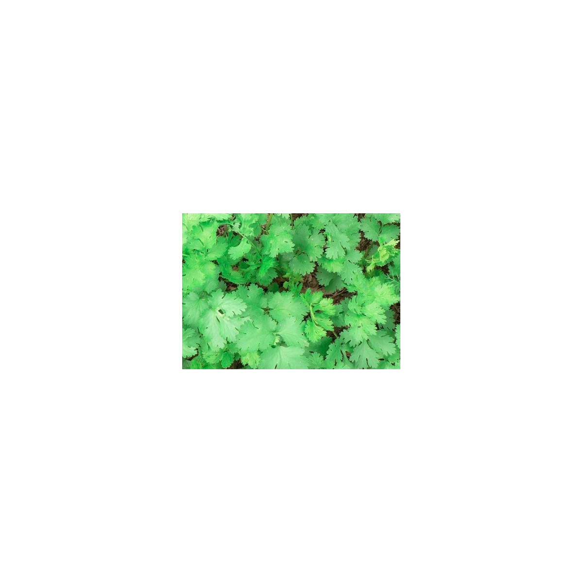 Koriander Caribe - Coriandrum sativum - semiačka - 50 ks