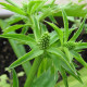 Koriander mexický - Eryngium foetidum - predaj semien - 50 ks