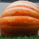 Dyňa obrovská F1 Atlantic giant - Cucurbita maxima - predaj semien - 4 ks