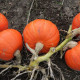 Tekvica Amoro - Cucurbita maxima duchesne - predaj semien - 5 ks