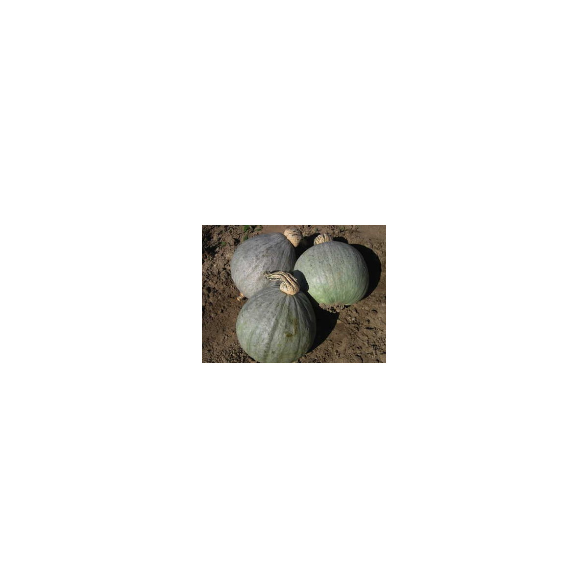 Tekvica Baby Blue - Cucurbita maxima - predaj semien - 5 ks