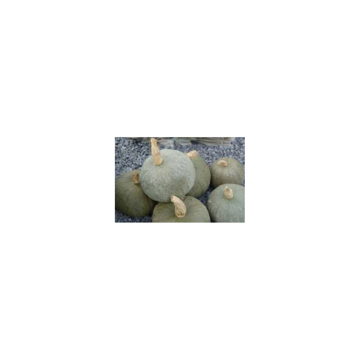 Tekvica Blue Kuri Modré Hokkaido - Cucurbita maxima - predaj semien - 5 ks