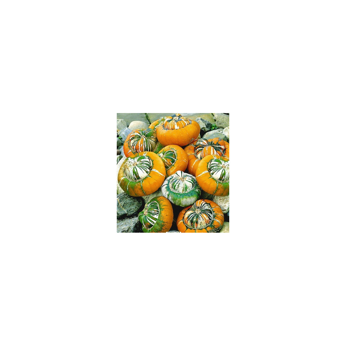 Dyňa Cisárska čiapka - Cucurbita pepo - predaj semien - 5 ks