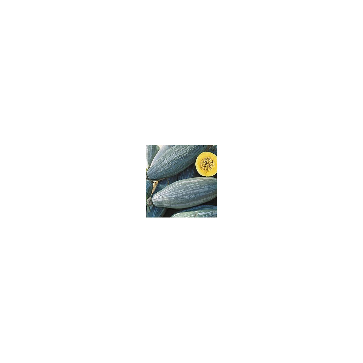 Tekvica Blue Banana - Cucurbita maxima - predaj semien - 5 ks
