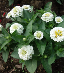 Cínia pôvabná biela - Zinnia elegans - predaj semien - 50 ks