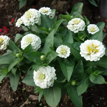Cínia pôvabná biela - Zinnia elegans - predaj semien - 50 ks