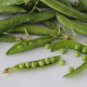 Hrach dreňový Malý Rheinland - Pisum sativa - predaj semien hrachu - 60 ks