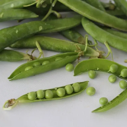 Hrach dreňový Malý Rheinland - Pisum sativa - predaj semien hrachu - 60 ks