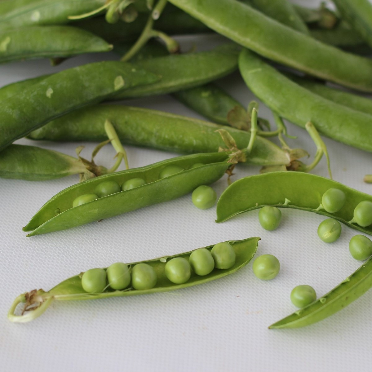 Hrach dreňový Malý Rheinland - Pisum sativa - predaj semien hrachu - 60 ks