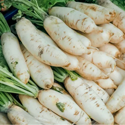 BIO Reďkev biela Laurin - Raphanus sativus - predaj bio semien - 50 ks
