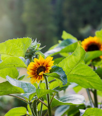 Slnečnica Ring of Fire - Helianthus annuus - predaj semien - 8 ks