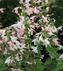 Šalvia šarlátová Hummingbird - Salvia coccinea - semiačka - 10 ks