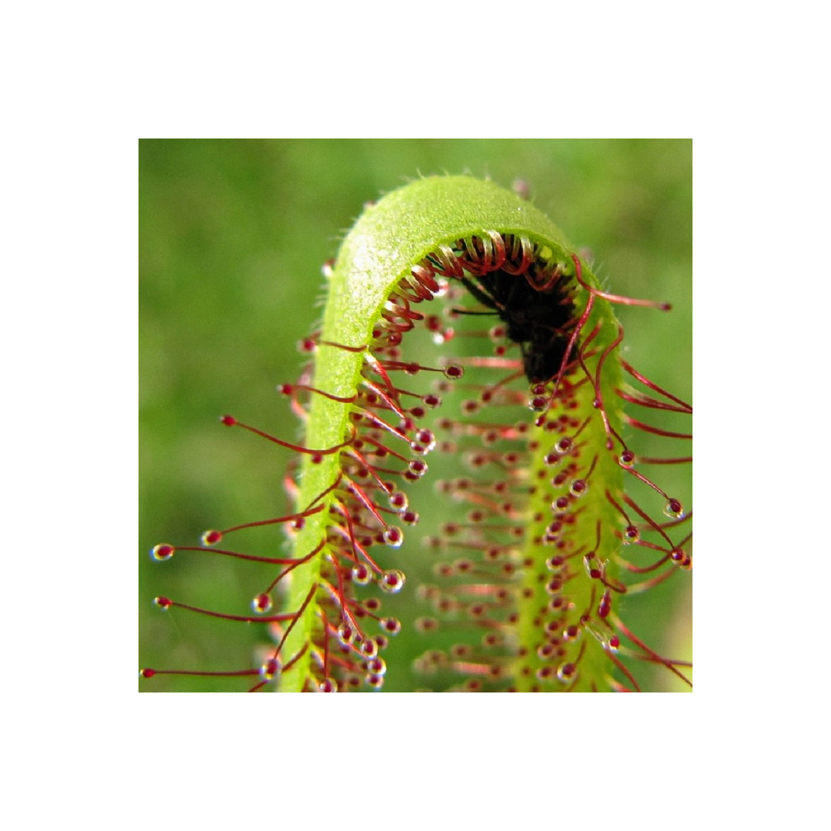 Rosička kapská Vogelgat NR - Drosera capensis - predaj semien - 15 ks