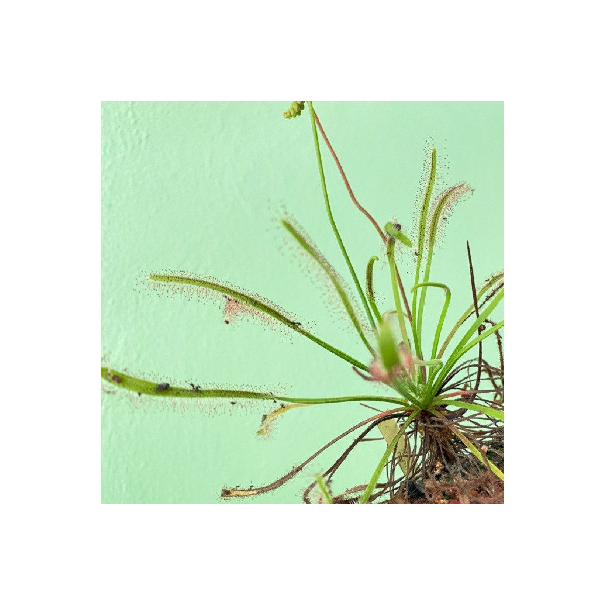 Rosička kapská Vogelgat NR - Drosera capensis - predaj semien - 15 ks