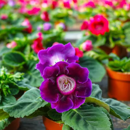 Gloxínia Hollywood - Sinnigia speciosa - predaj cibuľovín - 1 ks