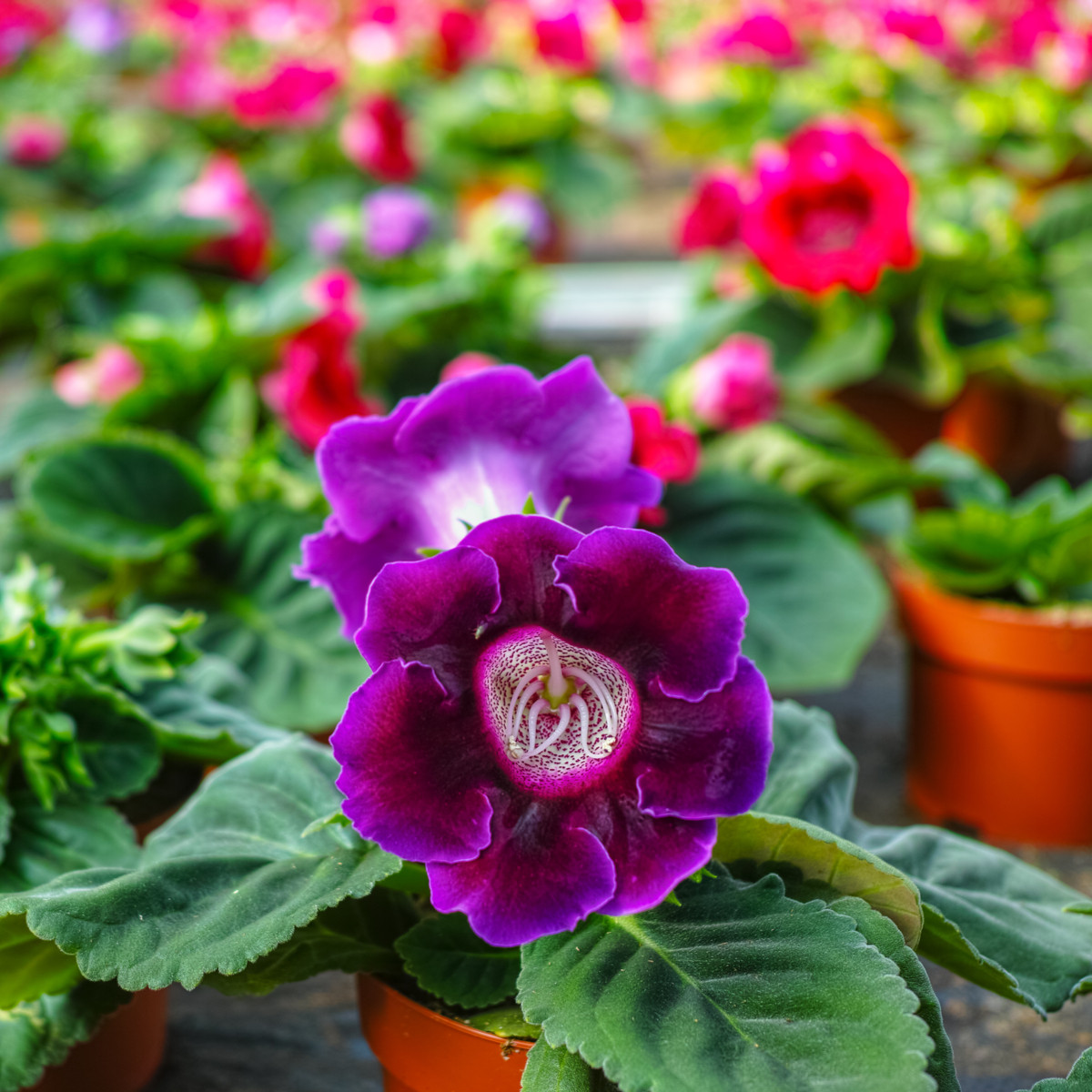 Gloxínia Hollywood - Sinnigia speciosa - predaj cibuľovín - 1 ks