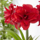 Zornica plnokvetá Amarantia - Hippeastrum - predaj cibuľovín - 1 ks