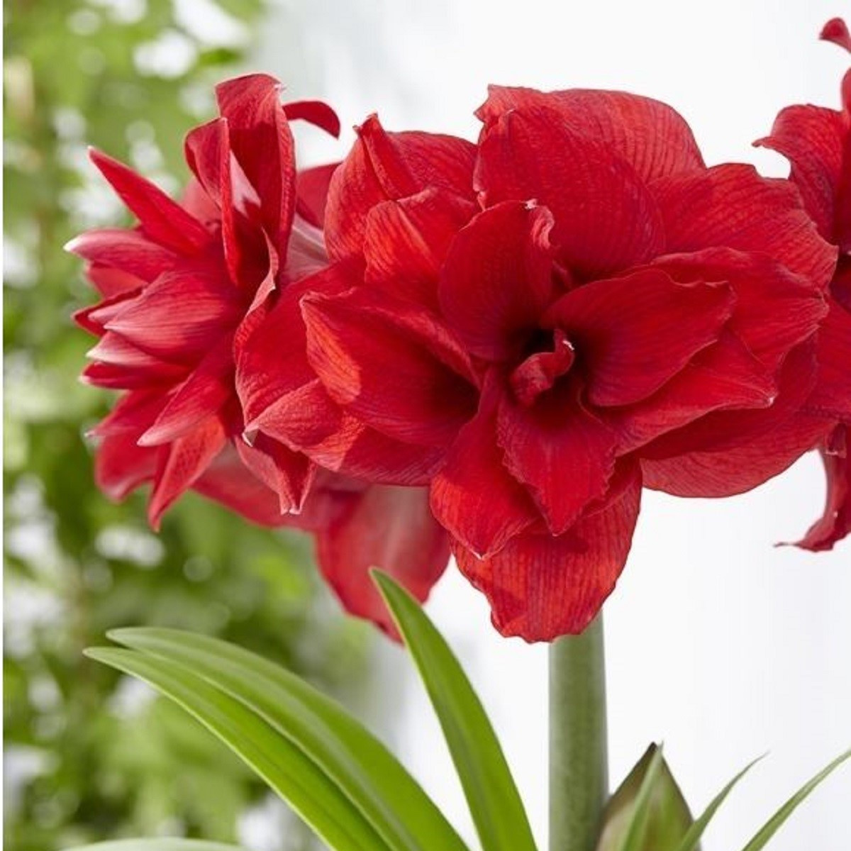 Zornica plnokvetá Amarantia - Hippeastrum - predaj cibuľovín - 1 ks