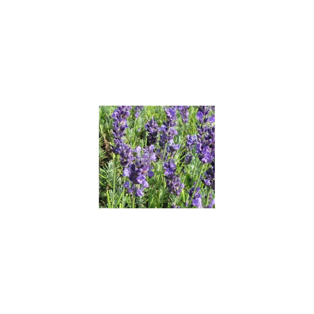 Levanduľa lekárska Lavance špeciál - Lavandula angustifolia - semiačka - 15 ks