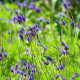 Levanduľa rozoklaná Španielske oči - Lavandula multifida - semiačka - 15 ks