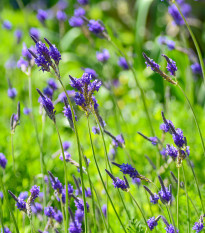 Levanduľa rozoklaná Španielske oči - Lavandula multifida - semiačka - 15 ks