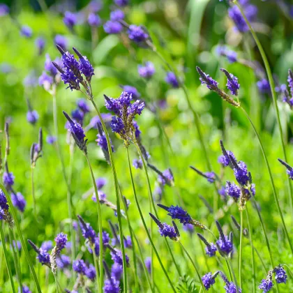 Levanduľa rozoklaná Španielske oči - Lavandula multifida - semiačka - 15 ks