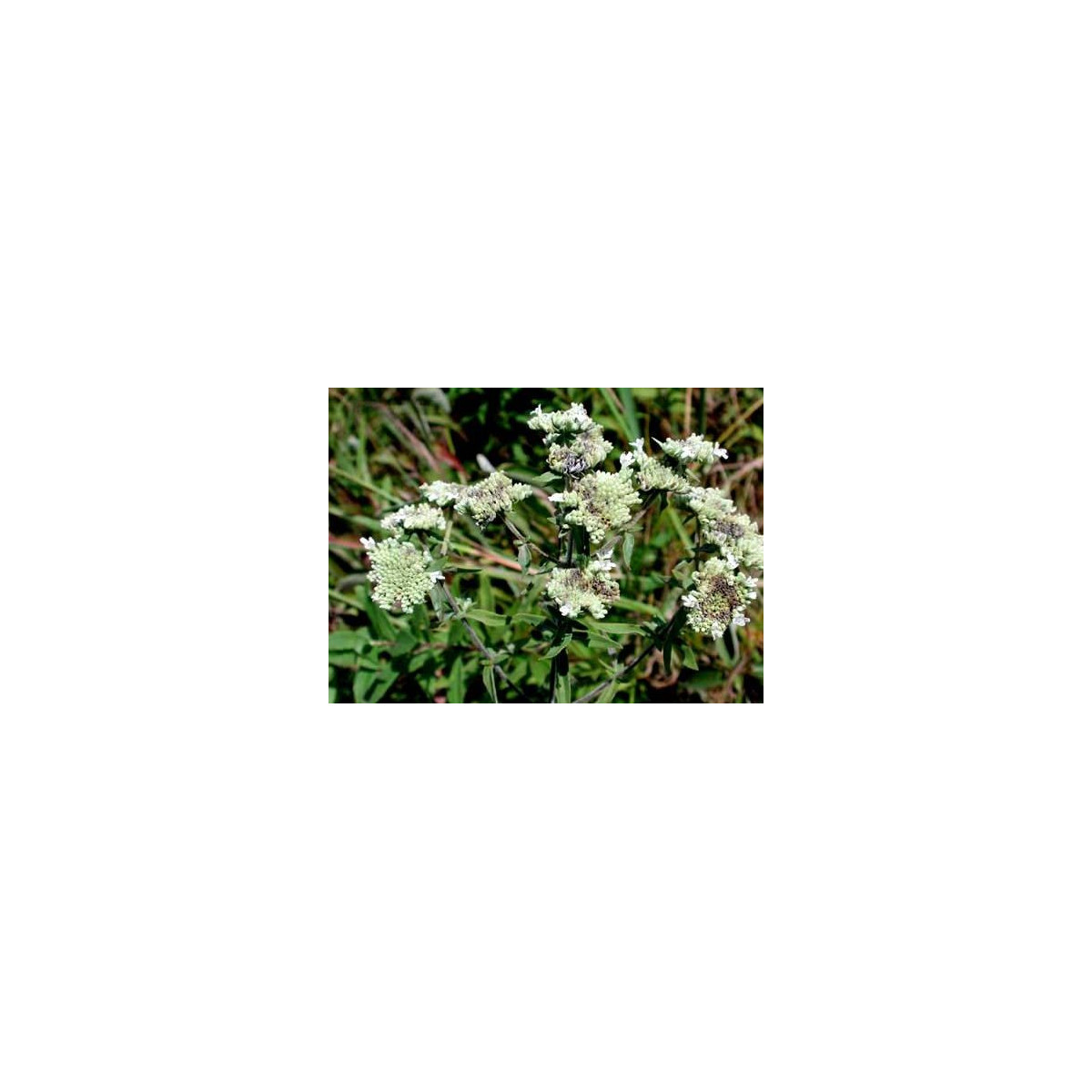 Americká horská mäta - Pycnanthemum pilosum - semiačka - 20 ks
