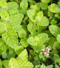 Mäta jablčná - Mentha rotundifolia - Mäta egyptská - semiačka - 50 ks