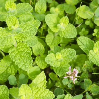 Mäta jablčná - Mentha rotundifolia - Mäta egyptská - semiačka - 50 ks