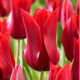 Tulipán Pieter de Leur - Tulipa - predaj cibuľovín - 3 ks