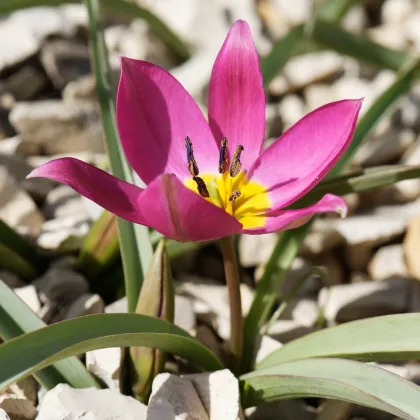 Tulipán Eastern Star pulchella - Tulipa - predaj cibuľovín - 3 ks